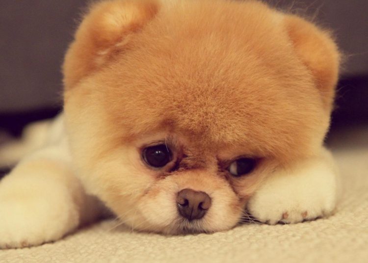 Very Friendly Best Beautiful Dog in the World